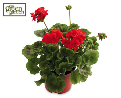 Geranium