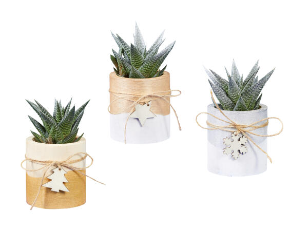 Haworthia en pot en bois