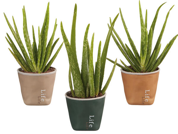 Aloe Vera „Lifestyle"