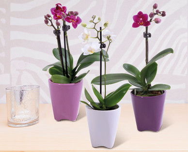 Mini-Orchidee