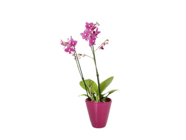 Phalaenopsis dans un pot en céramique