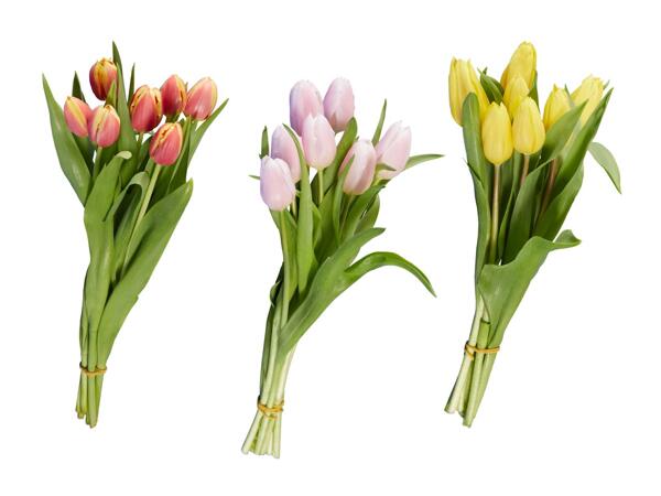Tulipani