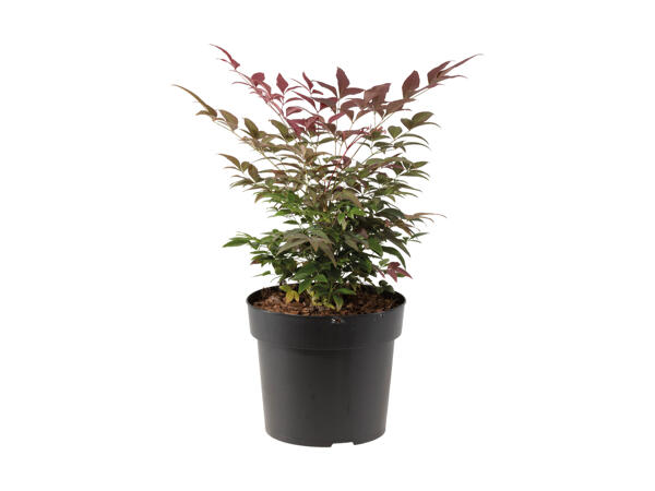 Bambou sacré Nandina