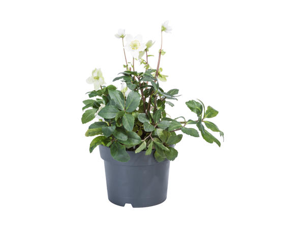 Rose de Noël XXL (hellébore blanc)