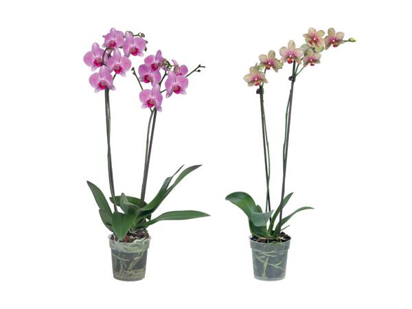 Phalaenopsis 2-Stieler