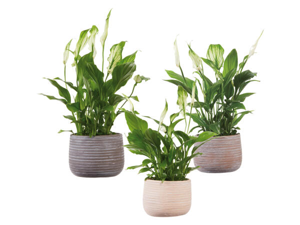Spathiphyllum