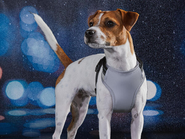 Reflektierendes Hundegeschirr