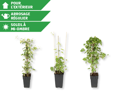 Plante de jardin