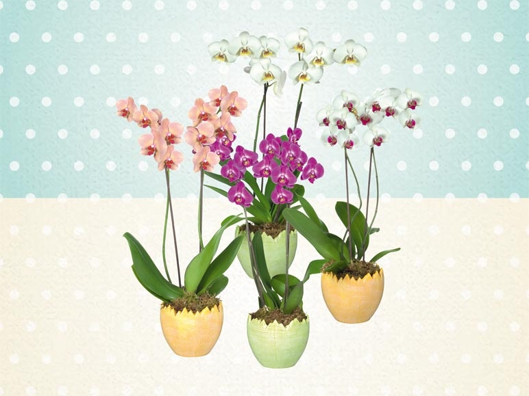 Phalaenopsis 2 tiges dans un œuf en céramique (dès 21.3.)