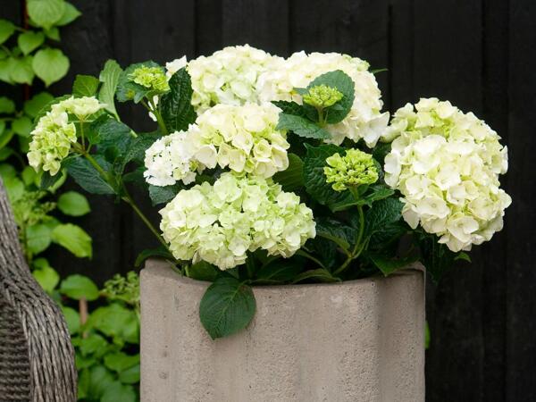 Hortensia
