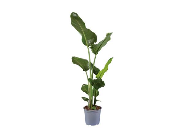 Bananpalme eller paradisfugl