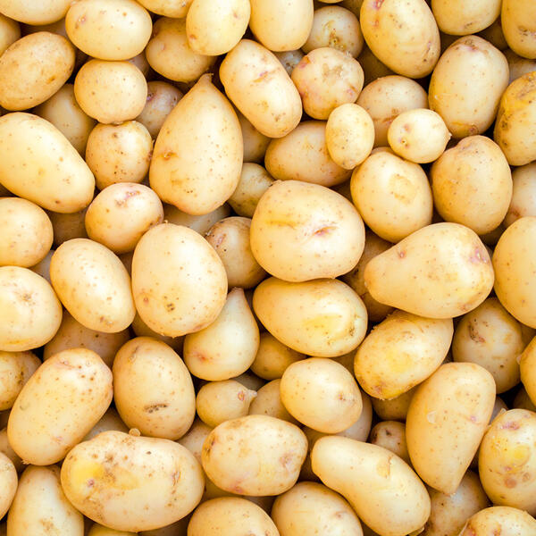 Premium Speisekartoffeln