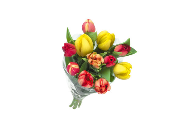Tulipaner