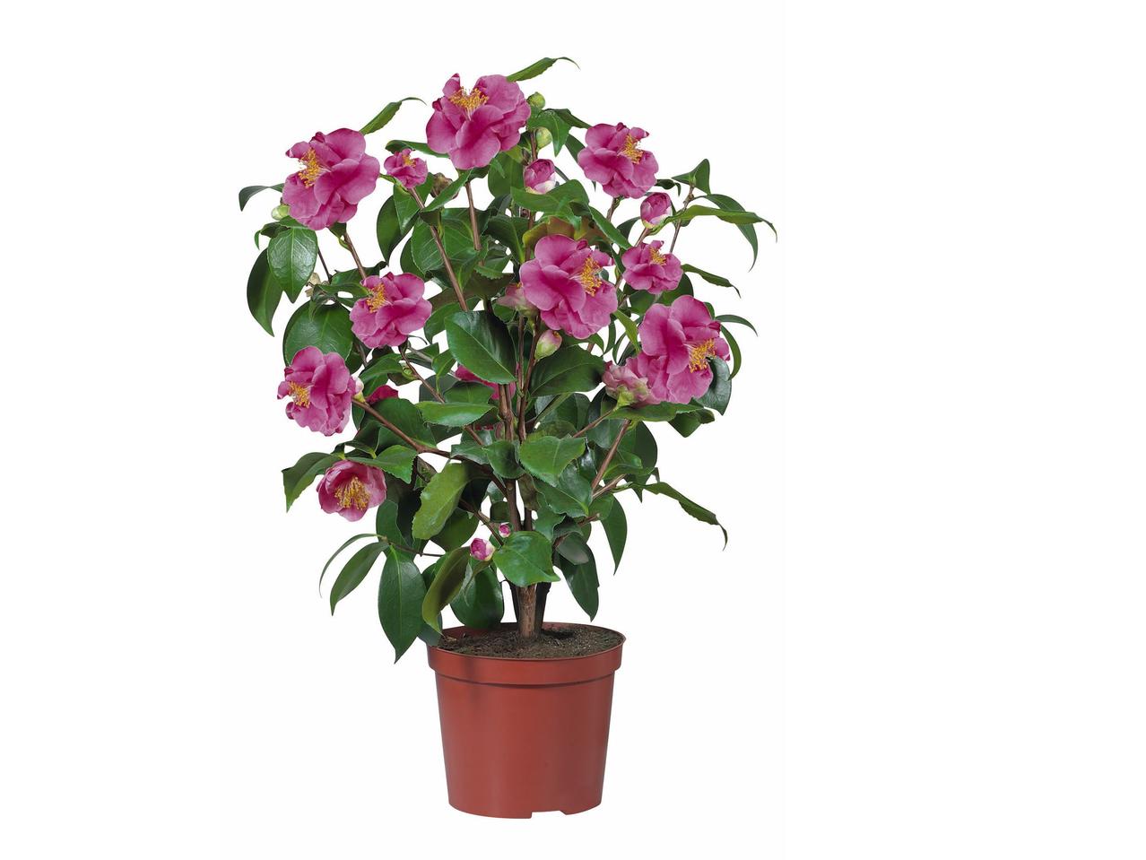 Camelia