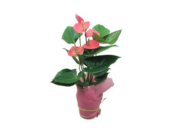 Flamingblomst