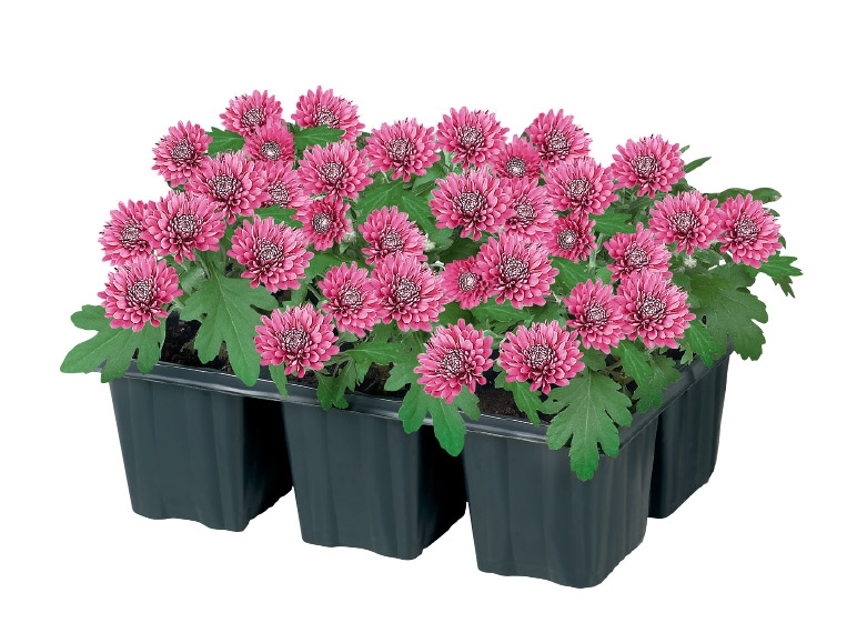 Patio Mums