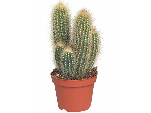 Plantes grasses et cactus