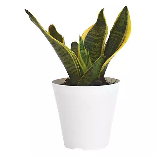 4" Assorted Foliage