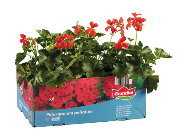Pelargonie, hænge-pelargonie eller fuchsia