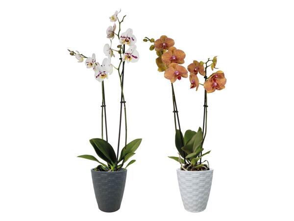 Phalaenopsis