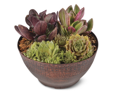 Succulent Garden