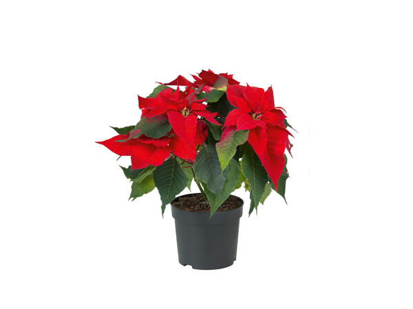Poinsettia