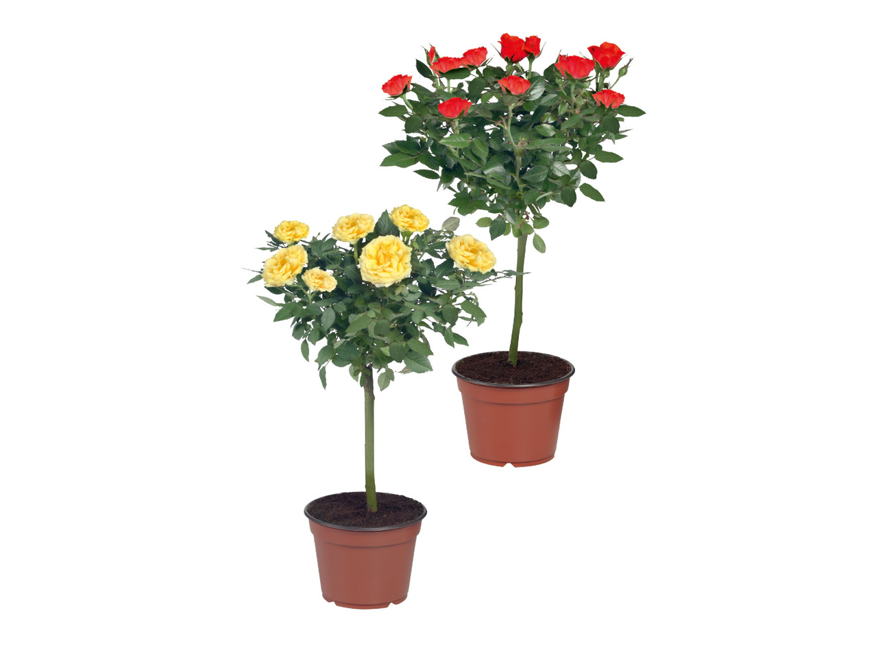 Rose on Stem