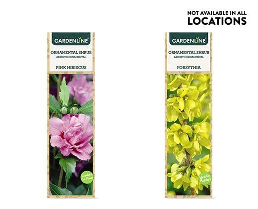 Gardenline
Ornamental Shrub Assorted Varieties