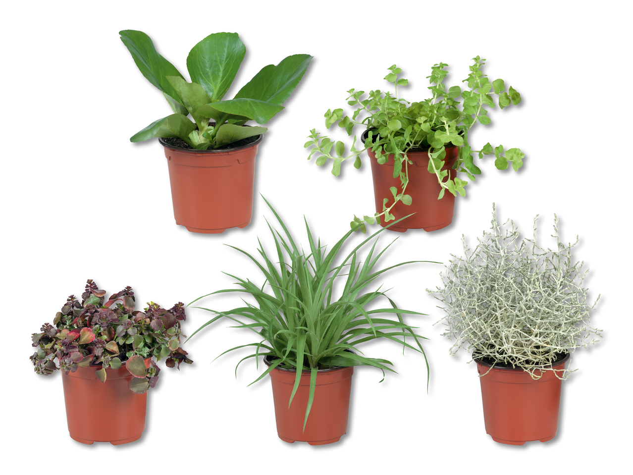 Plantes vivaces d'automne