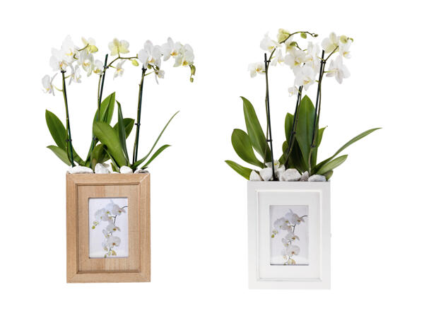 Phalaenopsis in Foto-Box