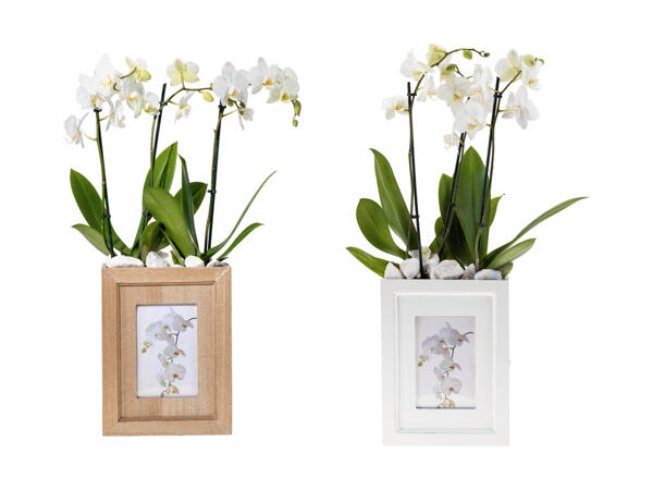 Phalaenopsis dans un cache-pot avec cadre photo