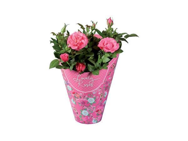 Rose Plant "Lovely Rose"