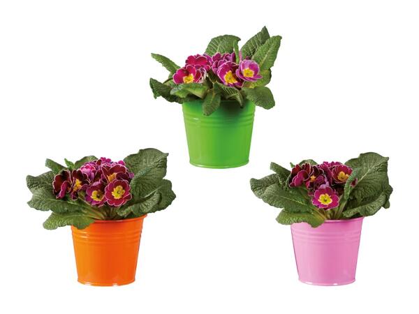 Primevères printanières dans un pot en zinc