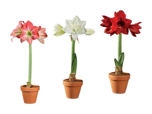 Amaryllis dans un pot en terre cuite
