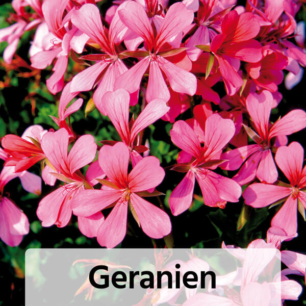 Fuchsien / Geranien
