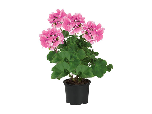 Zonal Pelargonium
