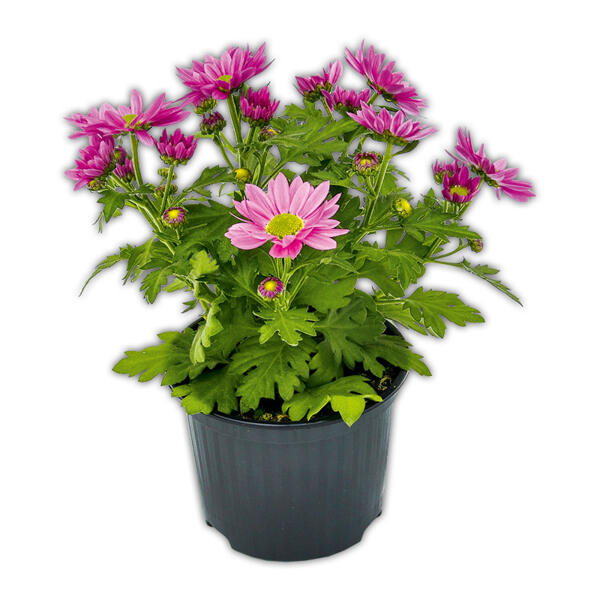 Chrysantheme "Swifty Mini"