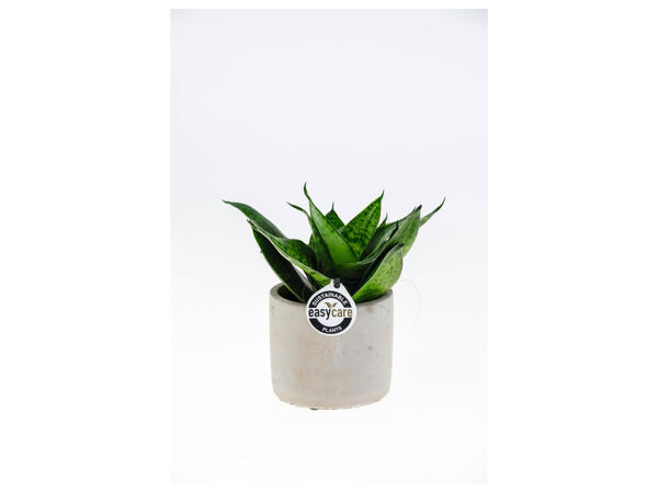 Easy Care Plant (Ceramic Pot)