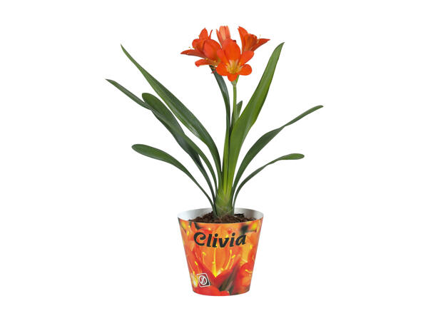 Clivia Miniata