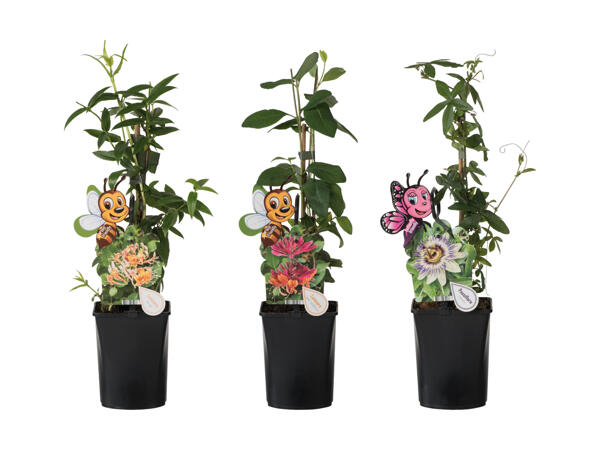Plante grimpante qui respecte les abeilles