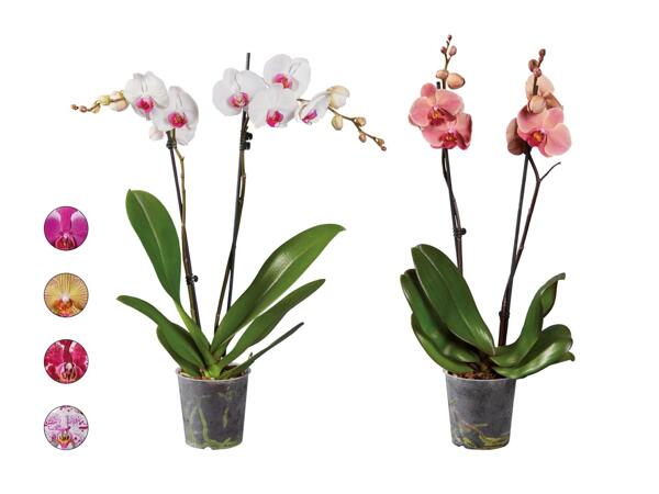 Phalaenopsis 2 tiges