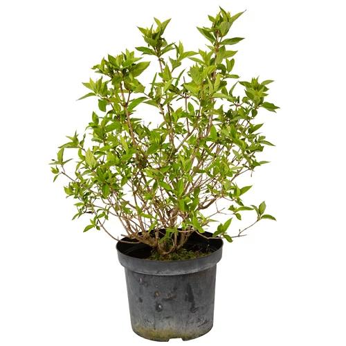 Hortensia paniculé, C 7.5, 40 - 60 cm de haut