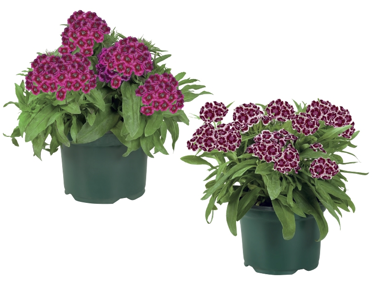 Large Garden Plants