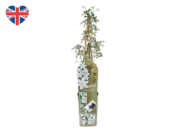 British Clematis
