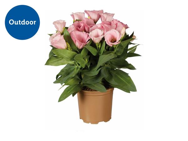 Eustoma