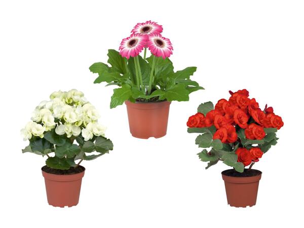 Plantes fleuries dans des sachets décoratifs