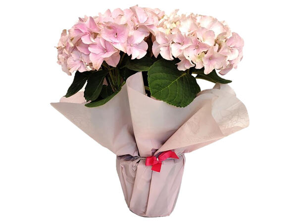 Gift Wrap Hydrangea