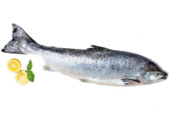 Frischer Lachs