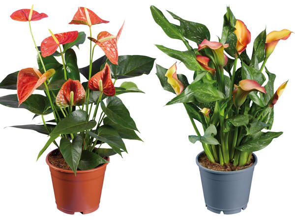 Calathea crocata, Calla oder Anthurium