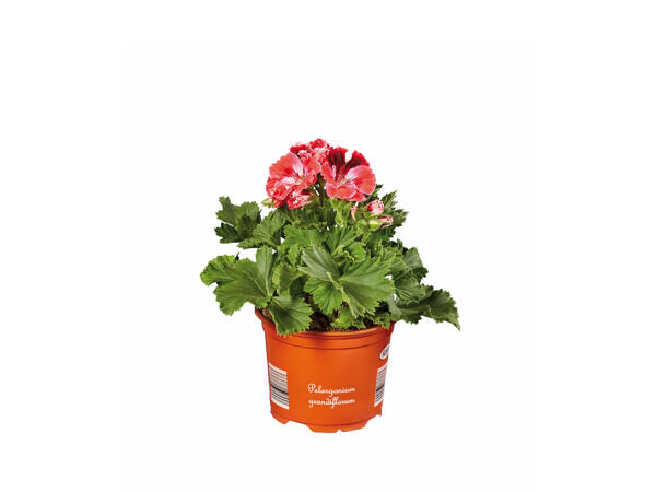 Geranium Grandiflorum